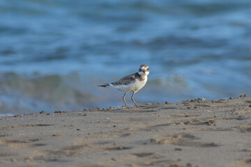 A Common Ringed Plover on a Xerokampos beach, Crete island