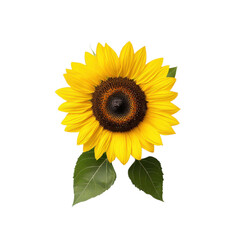 Obraz premium Beautiful vibrant sunflower with rich golden petals and dark center, perfect for brightening any design or creative project, symbolizing happiness and warmth.