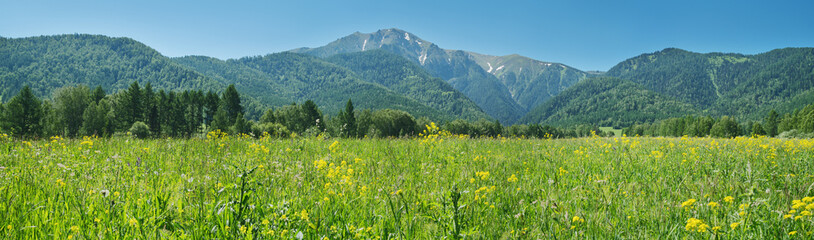 Flowering meadow on the background of mountain peaks, spring nature, sunny day, panorama	
