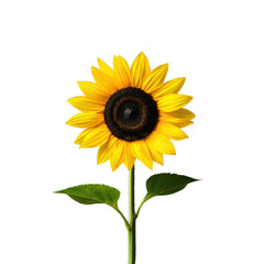Obraz premium Bright and Vibrant Sunflower Standing Tall Against a Black Background, Showcasing Its Stunning Yellow Petals and Dark Center with Lush Green Leaves