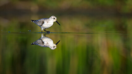 Calidris Alba, Playerito Blanco