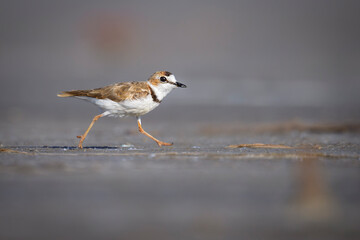 Chorlito de Collar, Charadrius collaris