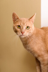 Fototapeta premium Ginger cat
