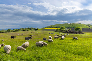 Obraz premium Typical landscape near Ranna, Ceske Stredohori, Northern Bohemia, Czech Republic
