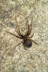 A female longjawed orbweaver (Metellina merianae) on a white background. Longjawed orbweavers are part of the family TetragnathRagno, Meta merianae. Oschiri, Limbara Park, Tempio, Sardinia, Italy