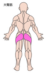 大臀筋、人体の筋肉図