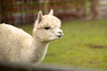 The llama on the farm is kept in good conditions. Well-groomed animals on the farm