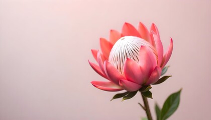 Elegant protea flower in soft coral hue against muted blush backdrop