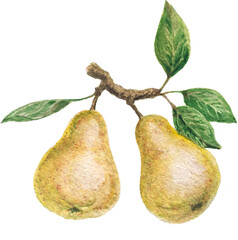 Watercolor Illustration of Pear on Branch with Leaves.