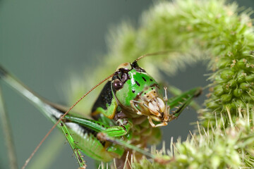 Bright green katydid cricket Eupholidoptera Cavalletta, Eupholidoptera magnifica, Sardegna, Italia, Grasshopper,Sardinia, Italy
