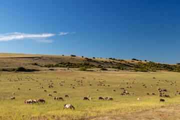 Fototapeta premium Herd of sheep near Millau, Occitanie, Departement Aveyron, France
