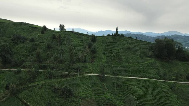 Aerial panoramic view of beautiful scenary on countryside with tea plantation in Turkey