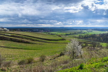 Vineyards near Mailberg, Lower Austria, Austria