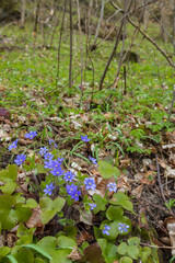 Landscape near Uberstieg, National park Thayatal , Lower Austria, Austria