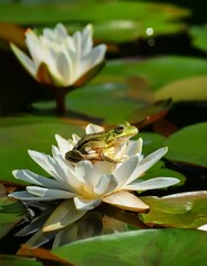 una rana encima de un nenufar en un lago frondoso lleno de nenufares y flores de lotto