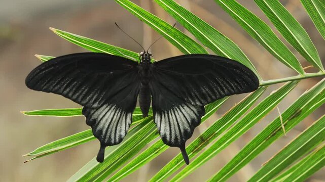 Exotic Papilio memnon butterfly macro black flutters delicate wings, jungle