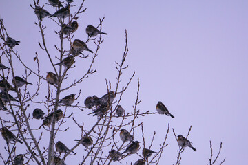 A large flock of birds sits on the branches of a tree in winter. Rowan thrushes (Turdus pilaris) on...