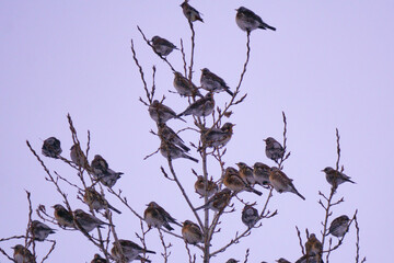 A large flock of birds sits on the branches of a tree in winter. Rowan thrushes (Turdus pilaris) on...