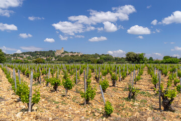 Typical vineyard with stones near Chateauneuf-du-Pape, Cotes du Rhone, France