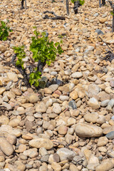 Typical vineyard with stones near Chateauneuf-du-Pape, Cotes du Rhone, France