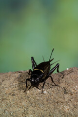 Southern Field Cricket - Gryllus bimaculatus, Sardegna, Italia, Grasshopper,Sardinia, Italy