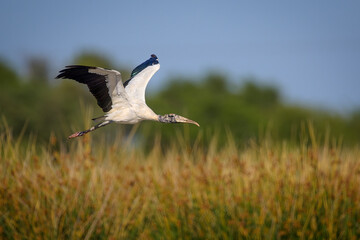 Mycteria americana, Tuyuyu