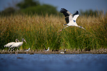 Mycteria americana, Tuyuyu