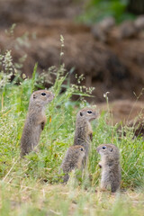 Ground squirrel colony (Syslovisko Biele vody), National park Muranska Planina, Slovakia