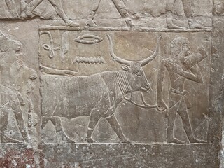 Reliefs in the tombs of inefert, unas Ankh and princess Idut showing daily life rituals in Saqqarah in Egypt
