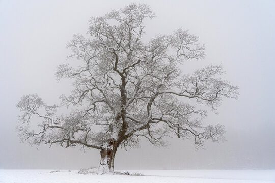 lonely tree in snow