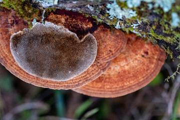 brown bracket fungus that grows on dead hardwoods