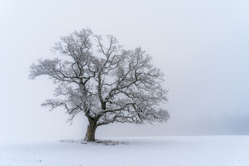 Fototapeta premium tree in snow
