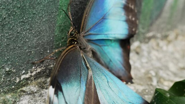 Vivid morpho butterfly, macro blue Flutterer gracefully flutters delicate wings