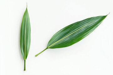 Obraz premium Green leaves with different shapes and patterns arranged in a row on a white background.