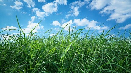 Obraz premium Lush Green Grass Field Under a Sunny Blue Sky with Fluffy White Clouds Nature Background