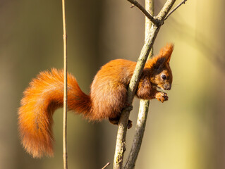 Fototapeta premium red squirrel in the forest