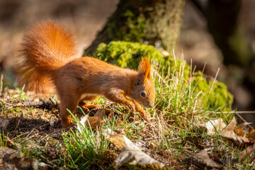 red squirrel in the forest