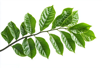 Fototapeta premium Green ficus leaves on a branch on white background
