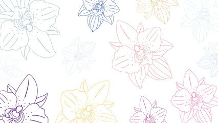 Orchids Flowers  Colorful in White Vector Background