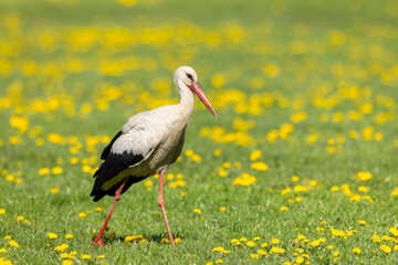 White stork (ciconia ciconia), National park Polana, Slovakia