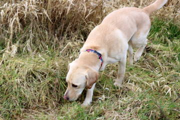 Labrador Retriever dog in the garden