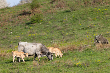 Cows on pasture in spring landscape, Slovakia