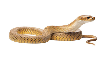 Obraz premium Close up of a Golden Brown Snake on Black Background