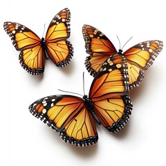Colorful flying butterflies isolated on white background. Beautiful monarch butterflies. Butterflies print art.