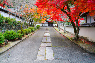 Naklejka premium 寺院の、瓦屋根、茅葺屋根、土塀、と紅葉したモミジ