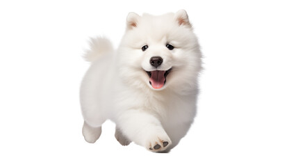 Obraz premium Adorable Samoyed Puppy Running Joyfully Happy Dog