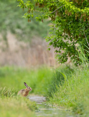 Field hare (Lepus europaeus) in Bird park Kosteliska near Dubnany, Southern Moravia, Czech Republic