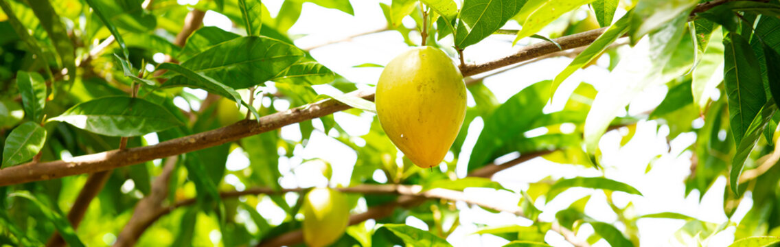 Panorama view yellow canistel, cupcake fruit, eggfruit, Pouteria lucuma hanging on tree branch at tropical orchard in My Khanh, Can Tho, Vietnam, organic campechiana, zapote amarillo, andean