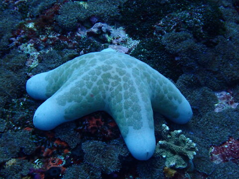 Choriaster starfish 