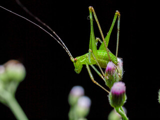 A green bush cricket nymph giving a pose stance on a small plant.